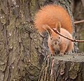 Red squirrel (45821395365).jpg