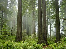 Photo d'une forêt de très gros arbres.