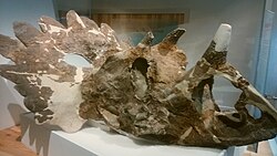 Regaliceratops-peterhewsi 1.jpg