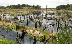 55. Platz: AxelHH mit Offene Wasserfläche im Rehburger Moor, Naturschutzgebiet „Rehburger Moore“