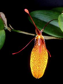 Restrepia contorta Orchi 01.jpg