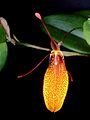 Restrepia contorta