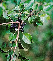 A buckthorn plant Rhamnus catharticus leaves and fruit.jpg