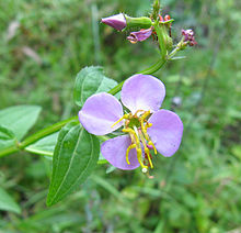 Rhexia virginica.jpg