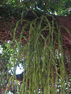 <i>Rhipsalis paradoxa</i> Species of cactus