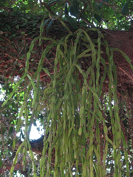 File:Rhipsalis paradoxa.jpg