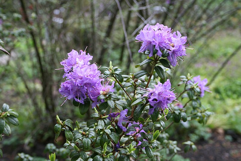 File:Rhododendron 'Stephan Benedera'.JPG