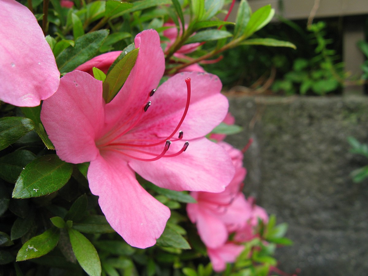 Rhododendron Sect Tsutsusi Wikipedia