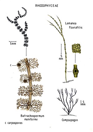 Illustration: Beispiele für Rotalgen-Arten