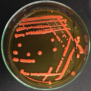 <i>Rhodotorula</i> Genus of fungi