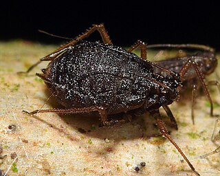 <i>Rhopalosiphoninus</i> Genus of true bugs
