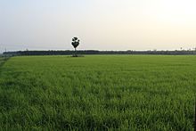 Rice paddy fields in Tamil Nadu Rice Paddy Fields in Tamil Nadu.jpg