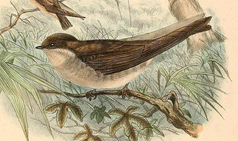 File:Riparia paludicola cowani 1894 (cropped).jpg