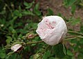 'Rose de Meaux White', 1789