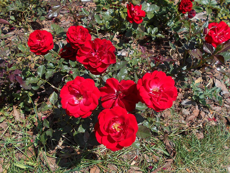 File:Rosa Mariandel 2018-07-10 5572.jpg