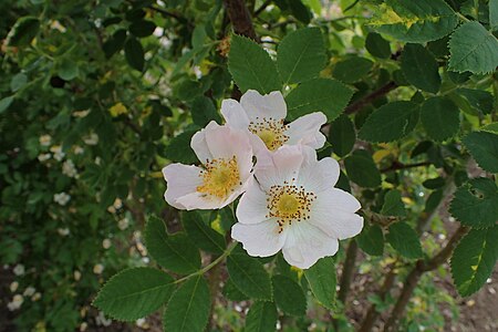 Rosa caesia