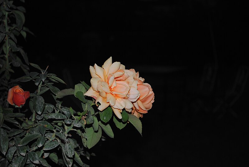 File:Rose in Bikaner fort Garden 02.jpg