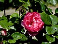 Rosa ‘Aachener Dom’