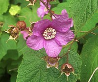 Rosenhallon (Rubus odoratus) 6859 (cropped).jpg