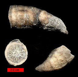 Multiple views of a fossil of the Ordovician horn coral Grewingkia RugosaOrdovician.jpg