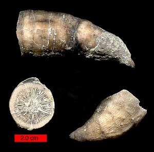 A specimen of the solitary genus Grewingkia from the Ordovician of Indiana (USA) in three views.  Scale 2.0 cm