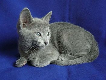 Russian Blue kitten