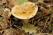 Russula raoultii Quel. 1886 Russula.raoultii.-.lindsey.jpg