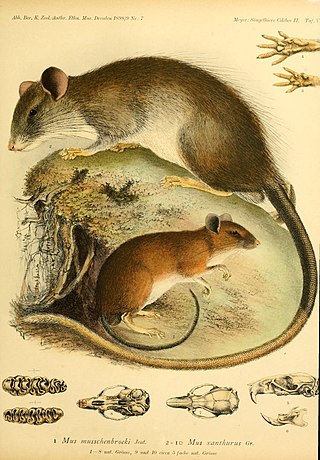 <span class="mw-page-title-main">Yellow-tailed rat</span> Species of rodent