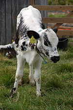 STN Calf