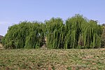 Thumbnail for File:Salix babylonica f. babylonica 50D 0193.jpg