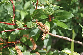 <i>Salix pyrifolia</i> Species of plant in the family Salicaceae