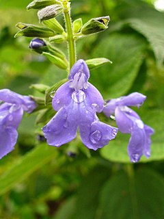 <i>Salvia urica</i> species of plant