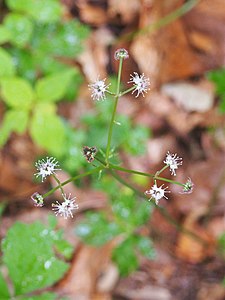 Żankiel zwyczajny (Sanicula europaea), 2022-06-20