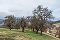 English: Meadow orchard Deutsch: Streuobstwiese