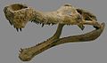 Crâne de Sarcosuchus imperator.