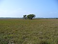 osmwiki:File:Savana (497048463).jpg