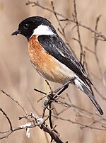 Thumbnail for African stonechat