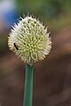 ネギの花（ネギ坊主）