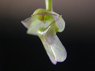 <i>Scaphyglottis livida</i> Species of orchid