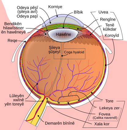 File:Schematic diagram of the human eye ku.svg