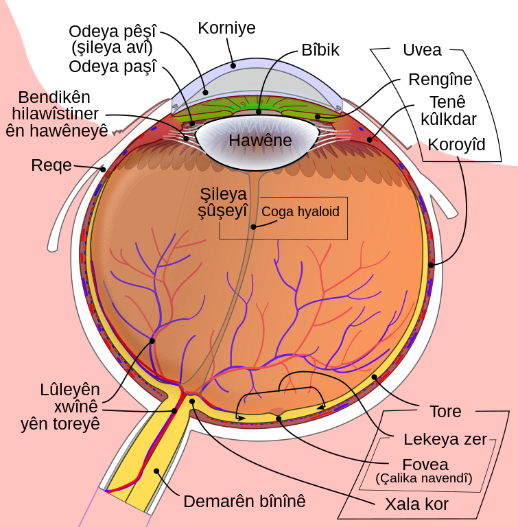 File Schematic Diagram Of The Human Eye Ku Svg Wikimedia Commons