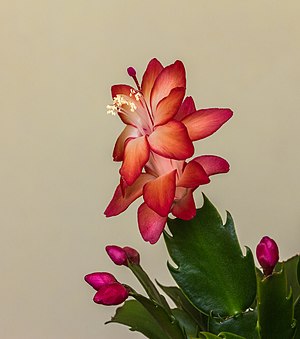 Schlumbergera, Christmas cactus. Flowering houseplant in the Netherlands.