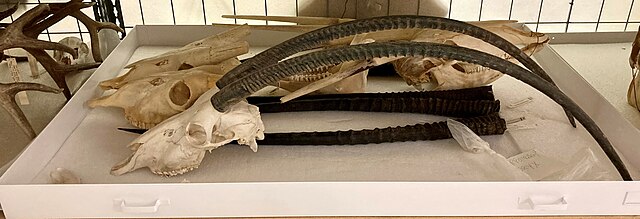 Osteological specimen of a scimitar oryx in the Natural Science Research Laboratory's (NSRL) collection at the Museum of Texas Tech University.