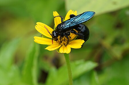 Unidentified Scoliidae