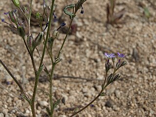 <i>Gilia malior</i> Species of flowering plant