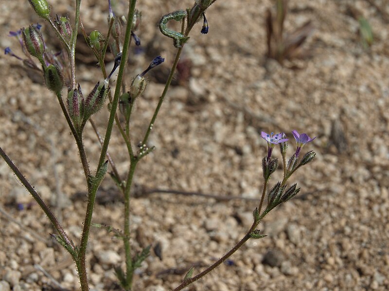 File:Scrub gilia, Gilia malior (16505646409).jpg