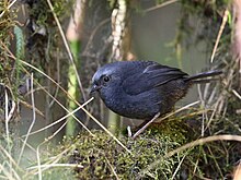 Scytalopus schulenbergi - диамедиялық Tapaculo; Абра Малага, Кузко, Перу.jpg