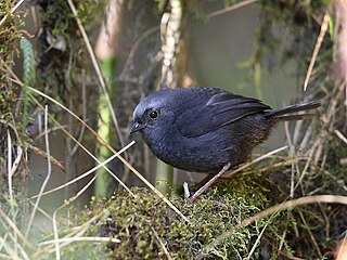 Diademed tapaculo Species of bird