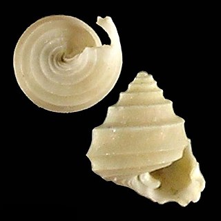 <i>Seguenzia trochiformis</i> species of mollusc