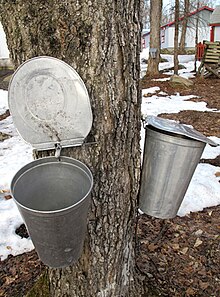 Sucre d'érable  Érable du Québec